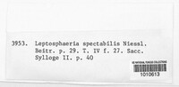 Nodulosphaeria spectabilis image